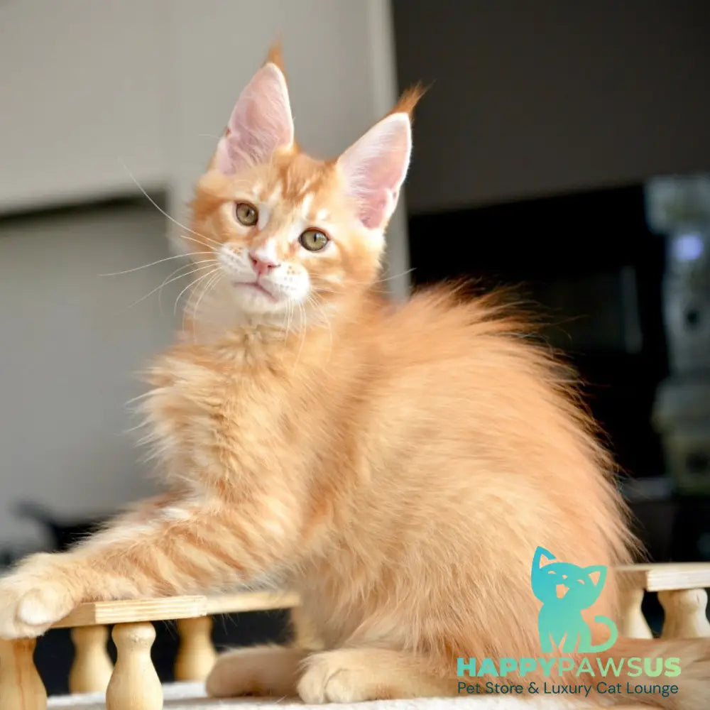 Ylariel Maine Coon male red ticked tabby - live animals