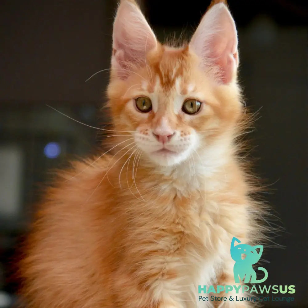 Ylariel Maine Coon male red ticked tabby - live animals
