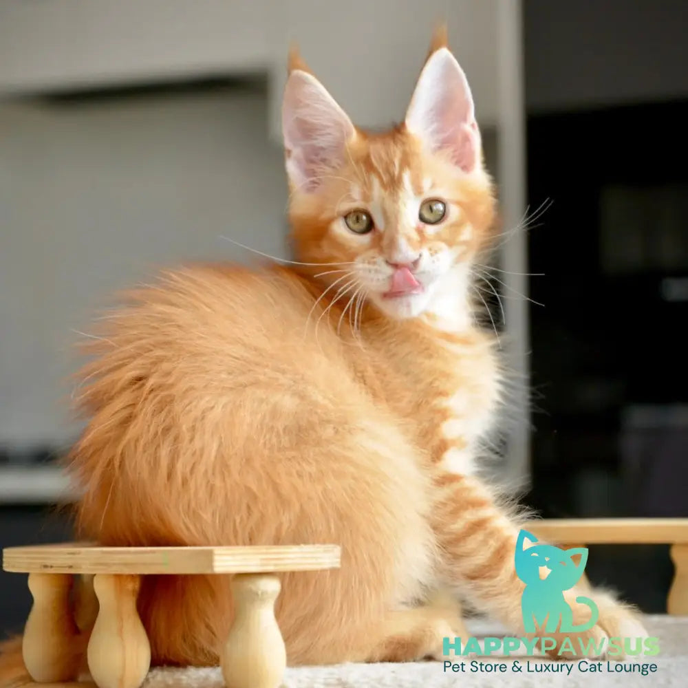 Ylariel Maine Coon male red ticked tabby - live animals