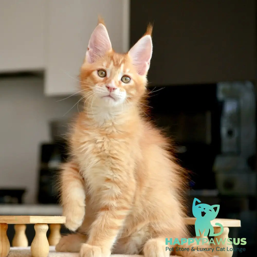 Ylariel Maine Coon male red ticked tabby - live animals