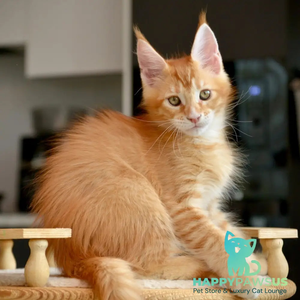Ylariel Maine Coon male red ticked tabby - live animals