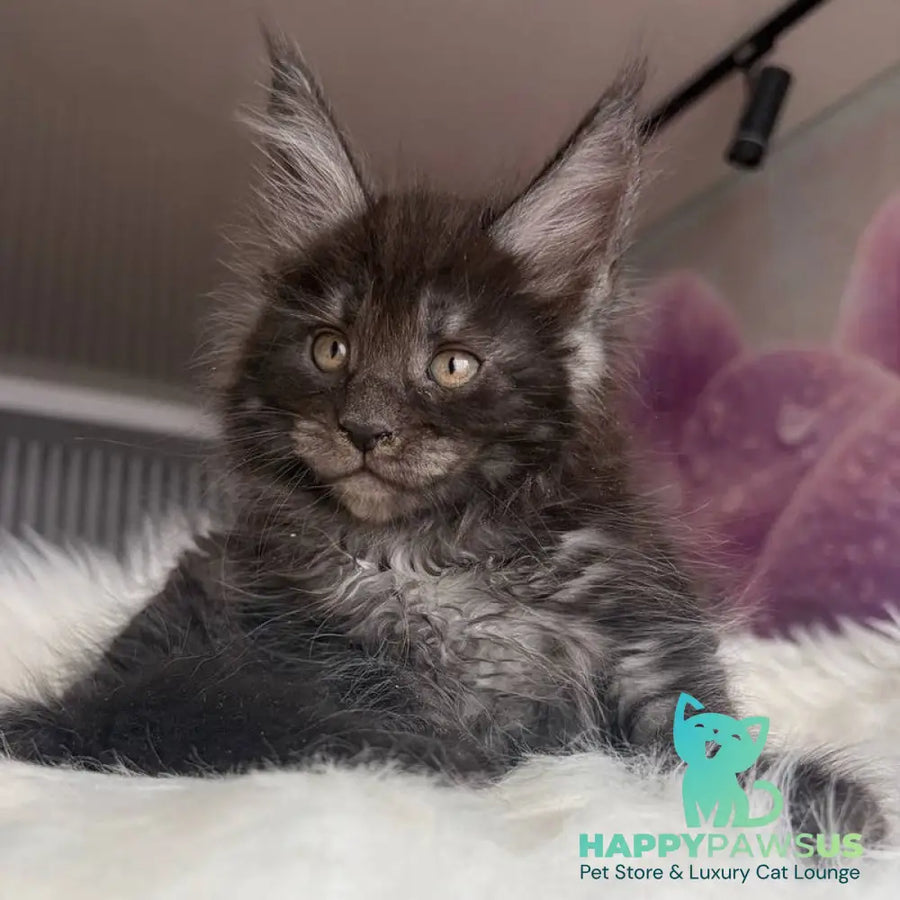 Ymir Maine Coon male black silver - live animals