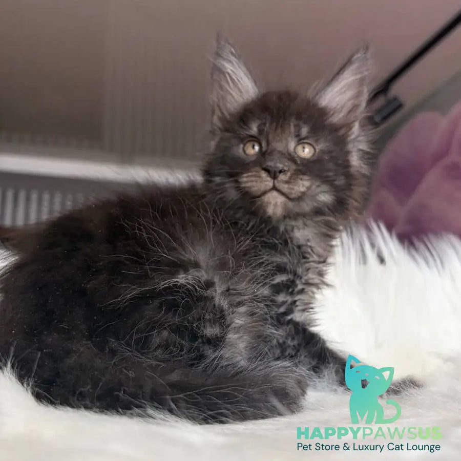 Ymir Maine Coon male black silver - live animals