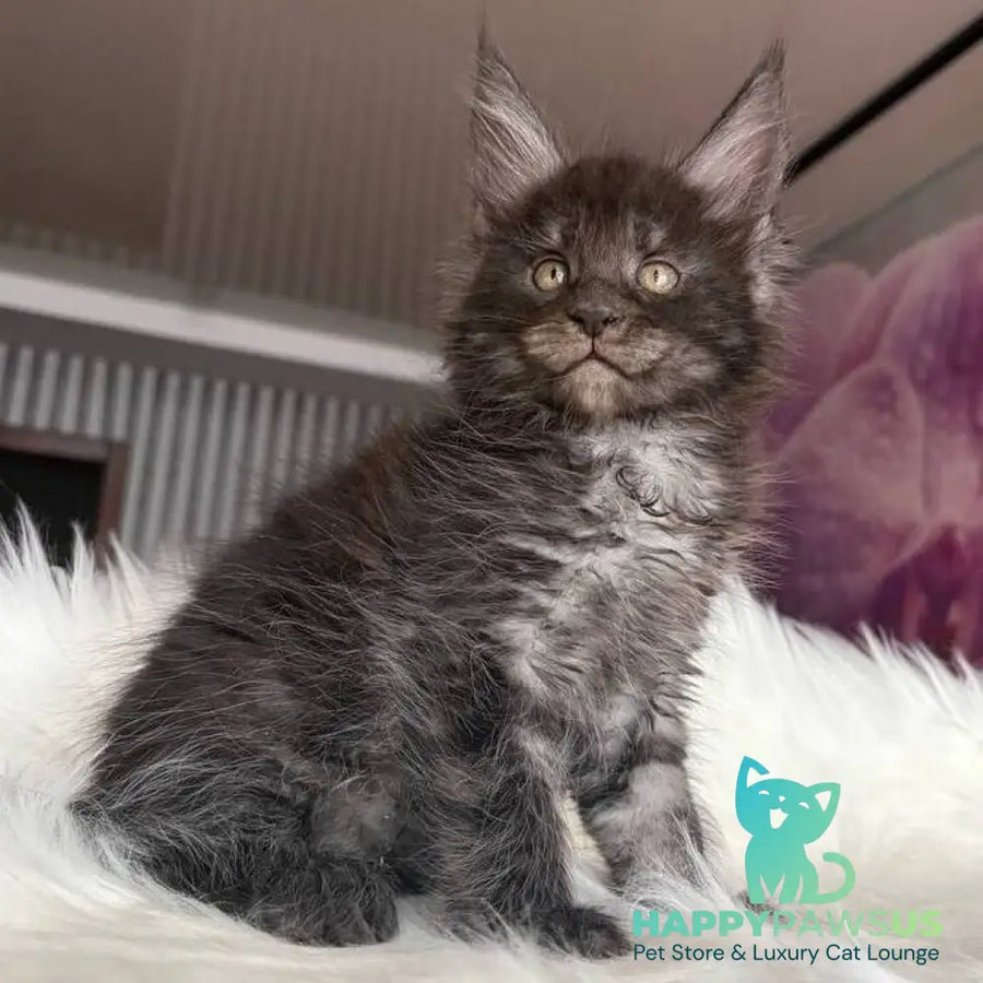 Ymir Maine Coon male black silver - live animals
