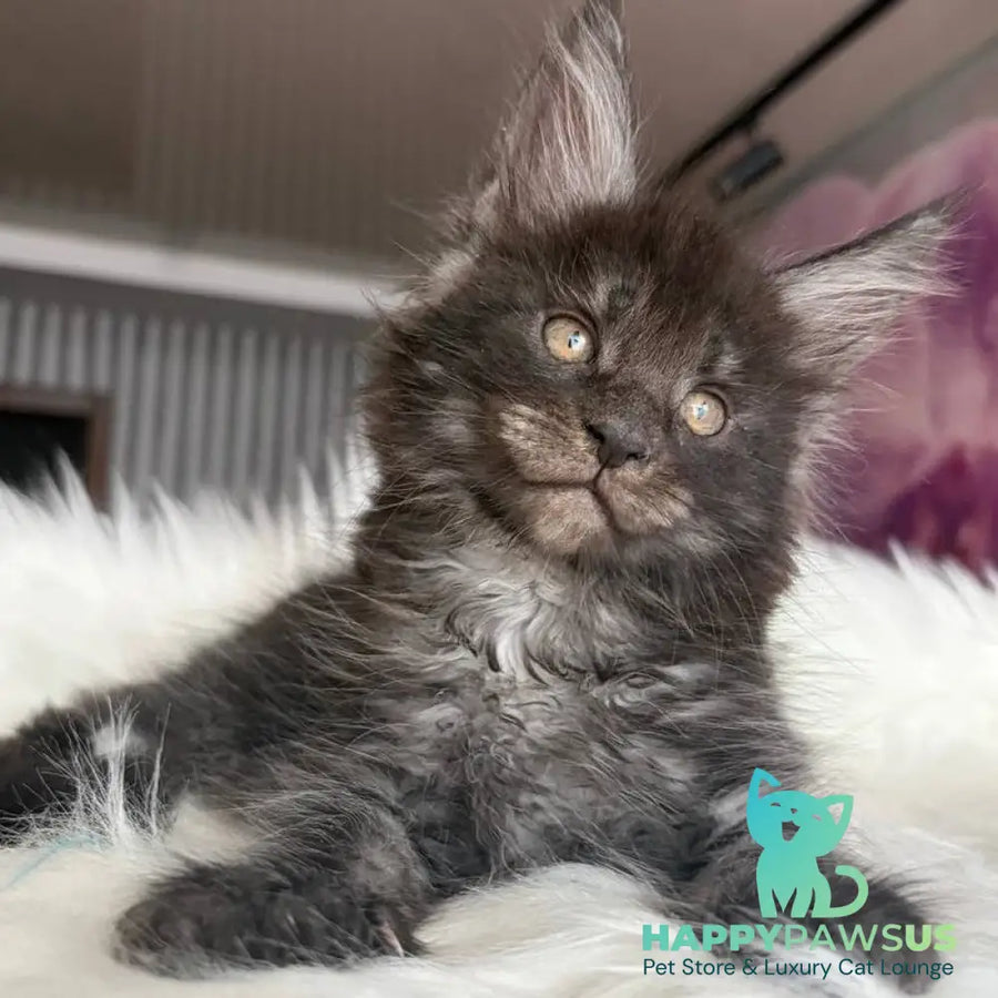 Ymir Maine Coon male black silver - live animals