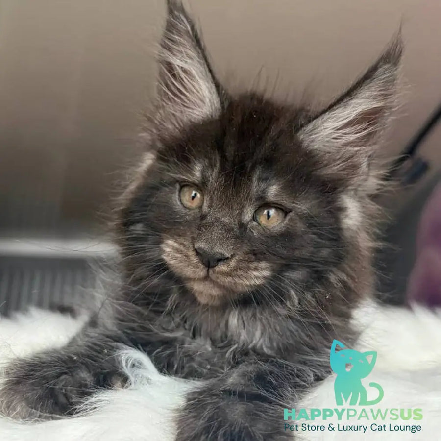 Ymir Maine Coon male black silver - live animals