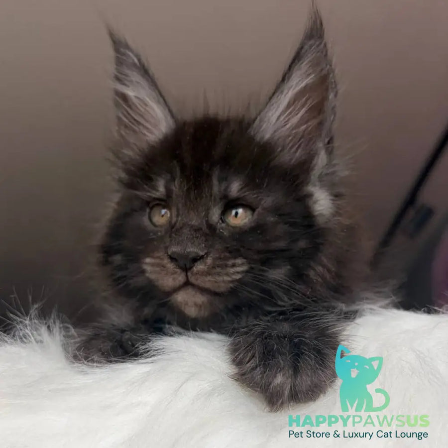 Ymir Maine Coon male black silver - live animals