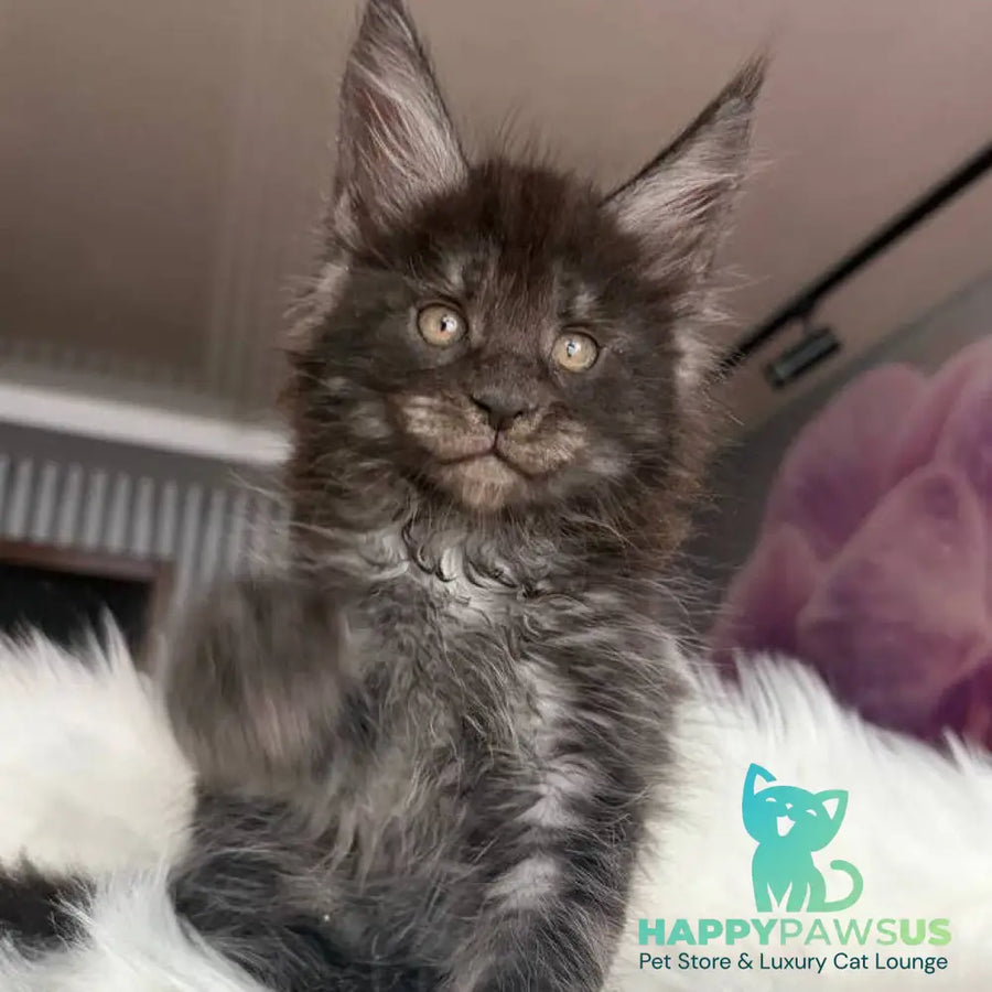 Ymir Maine Coon male black silver - live animals