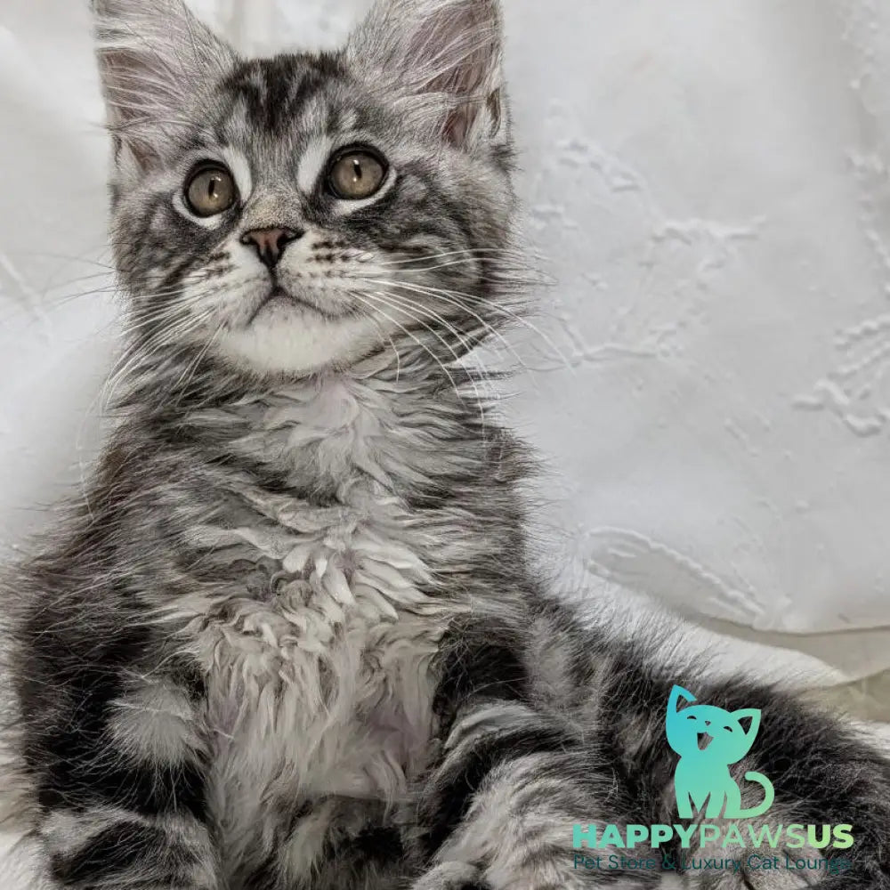 Ymir Maine Coon male black silver tabby - live animals