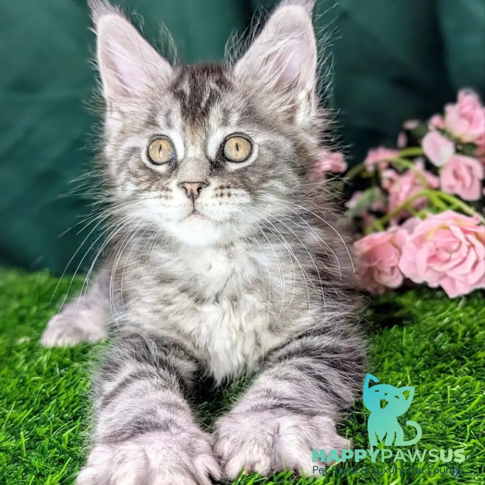 Ymir Maine Coon male black silver tabby - live animals