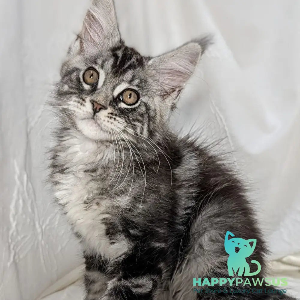 Ymir Maine Coon male black silver tabby - live animals