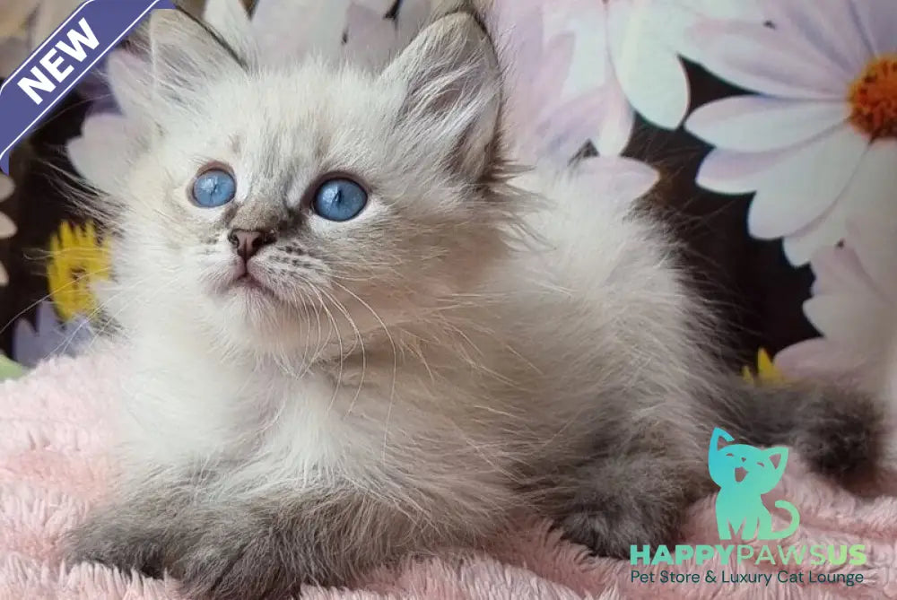 Yness Siberian female black tabby pointed - live animals