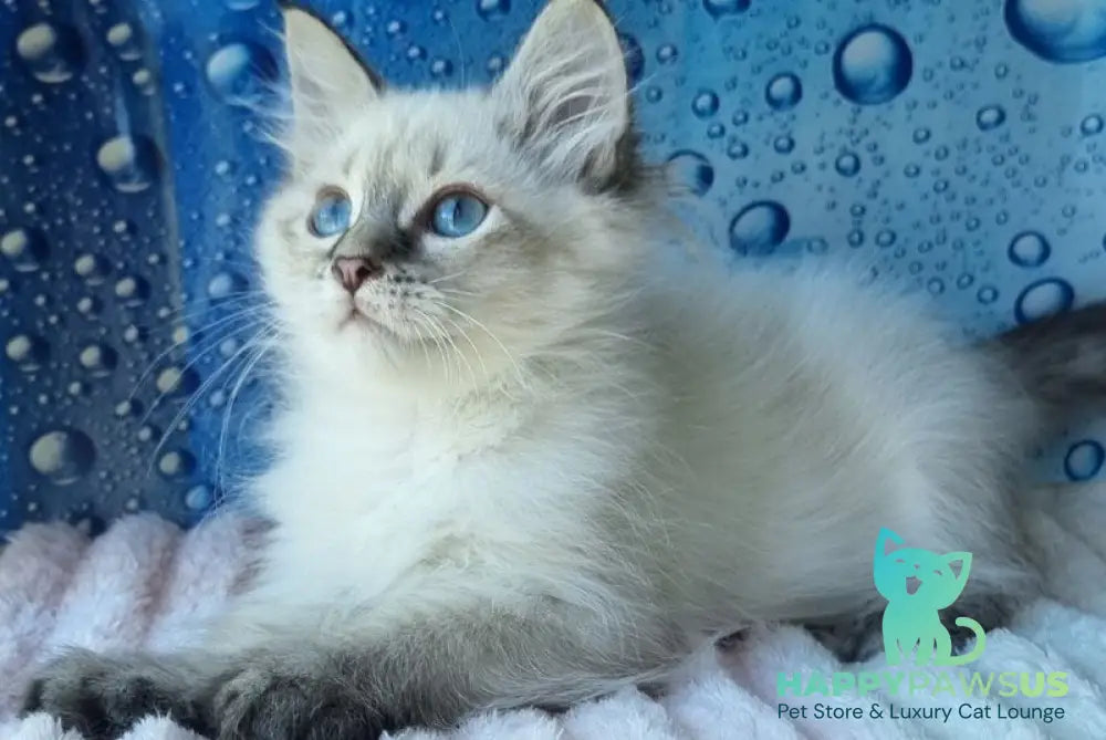 Yness Siberian female black tabby pointed - live animals