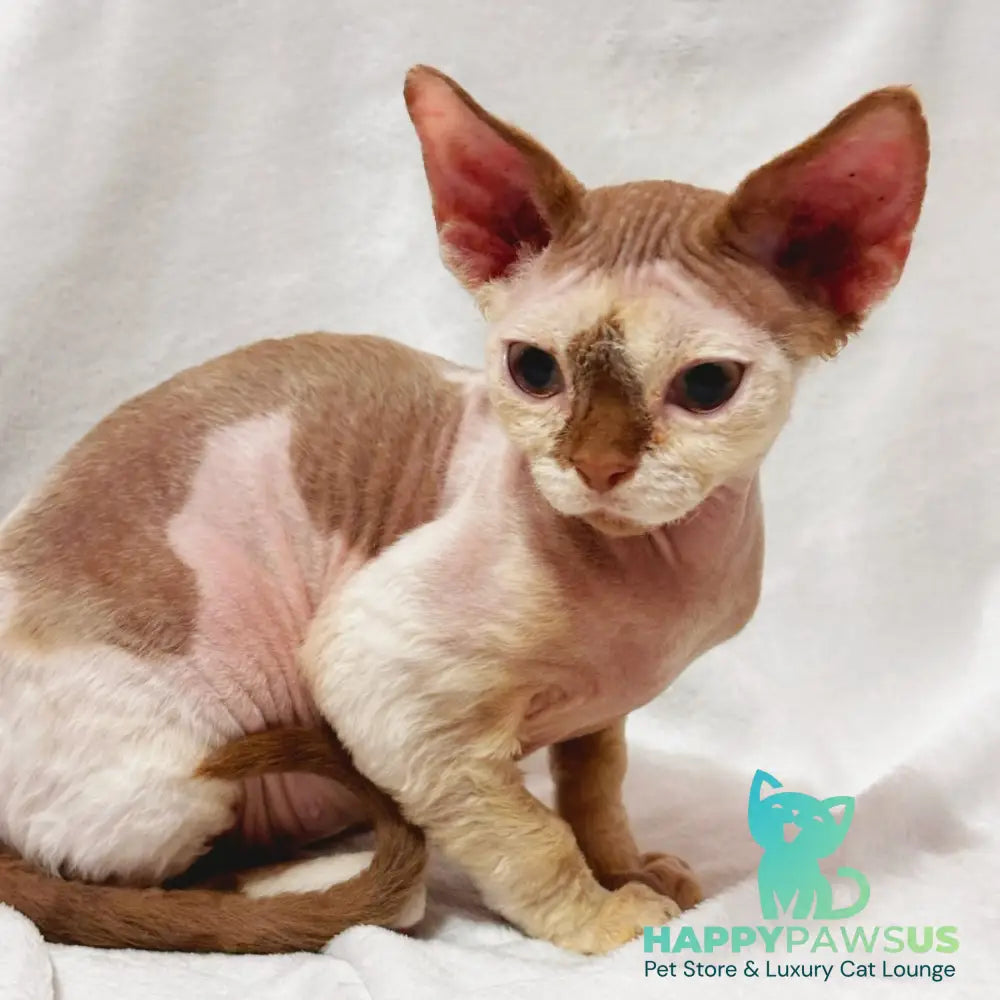 Yoda Devon Rex male cinnamon harlequin - live animals