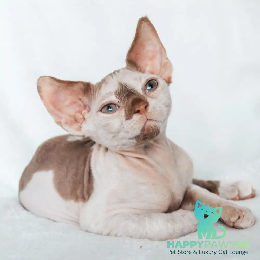 Yoda Devon Rex male cinnamon harlequin - live animals