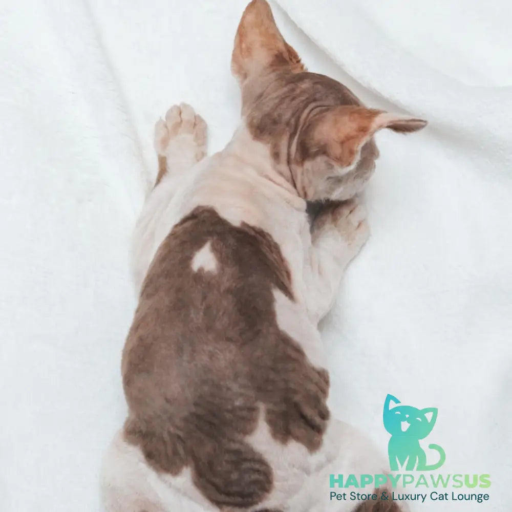Yoda Devon Rex male cinnamon harlequin - live animals