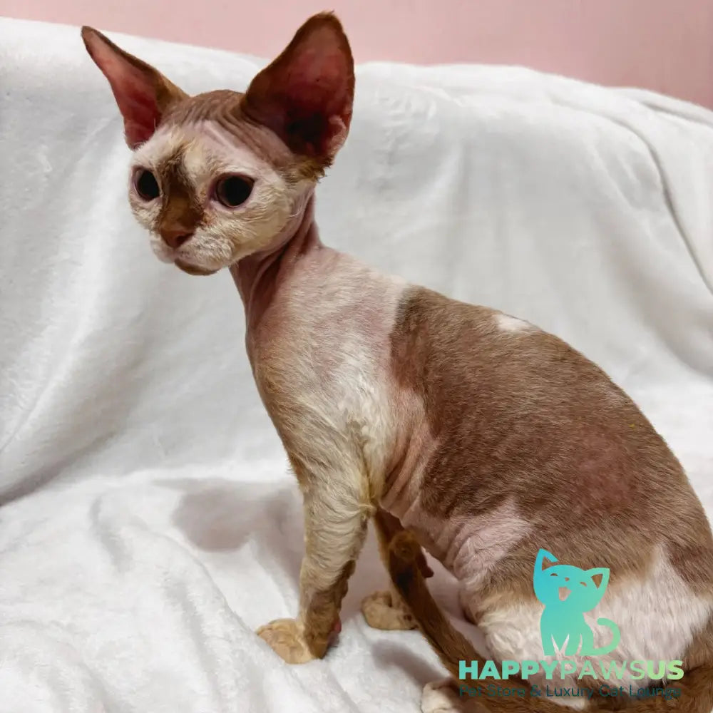 Yoda Devon Rex male cinnamon harlequin - live animals