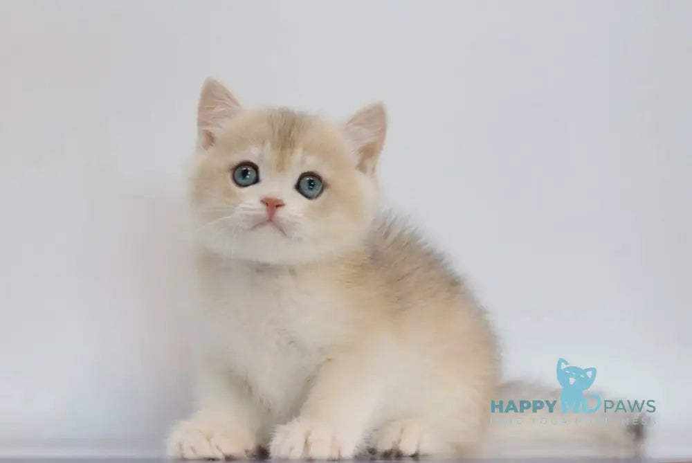 Yogort British Shorthair male blue golden chinchilla live animals