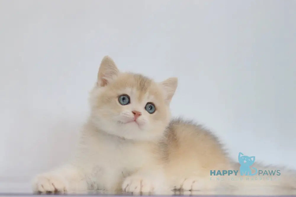 Yogort British Shorthair male blue golden chinchilla live animals