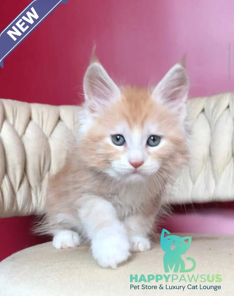 Yogurt Maine Coon male red silver tabby bicolour - live animals