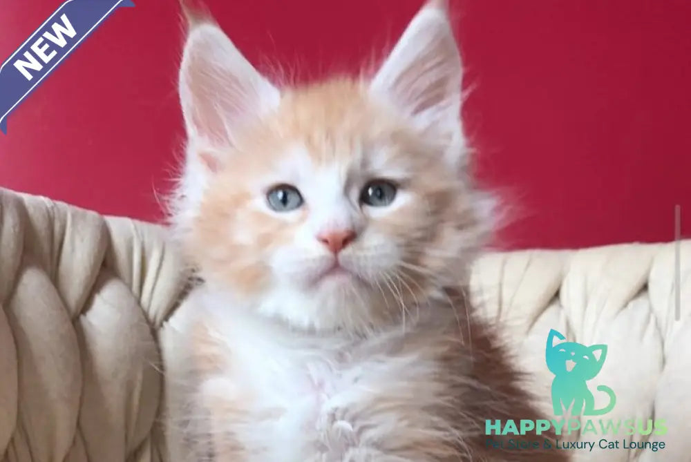 Yogurt Maine Coon male red silver tabby bicolour - live animals