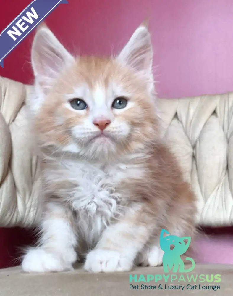 Yogurt Maine Coon male red silver tabby bicolour - live animals
