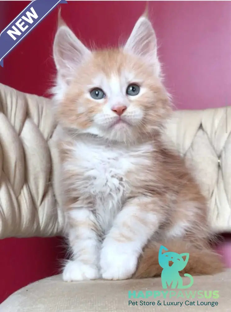 Yogurt Maine Coon male red silver tabby bicolour - live animals