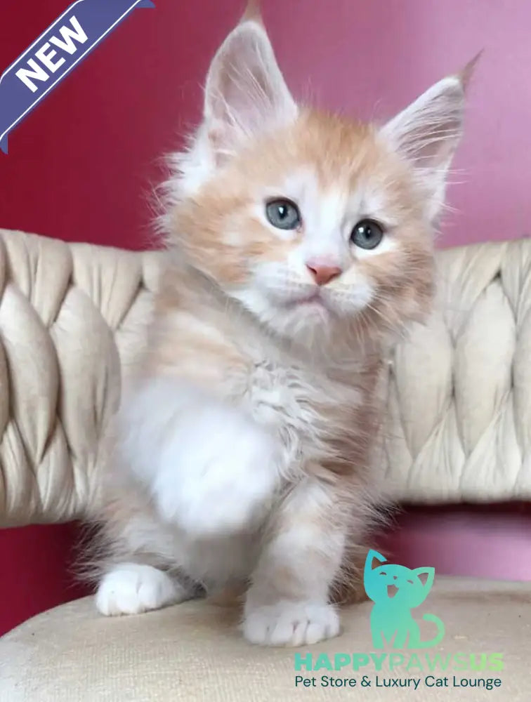 Yogurt Maine Coon male red silver tabby bicolour - live animals