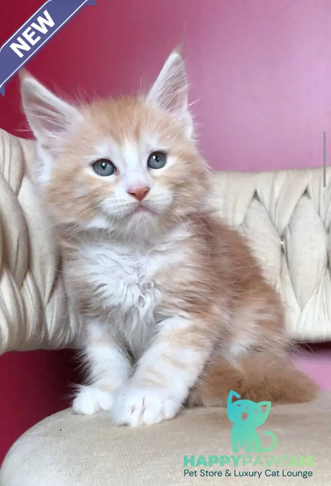 Yogurt Maine Coon male red silver tabby bicolour - live animals