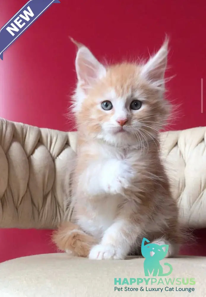 Yogurt Maine Coon male red silver tabby bicolour - live animals