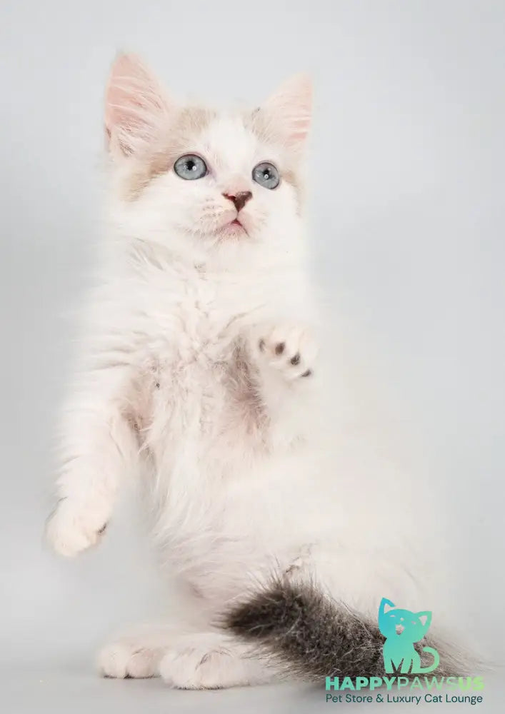 Yogurt Munchkin male seal pointed van - live animals