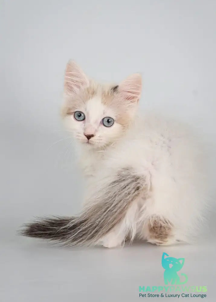 Yogurt Munchkin male seal pointed van - live animals