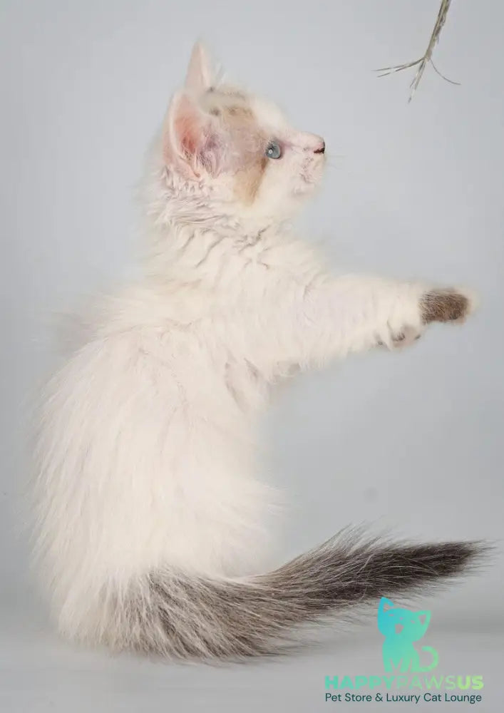 Yogurt Munchkin male seal pointed van - live animals