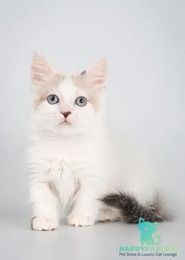 Yogurt Munchkin male seal pointed van - live animals