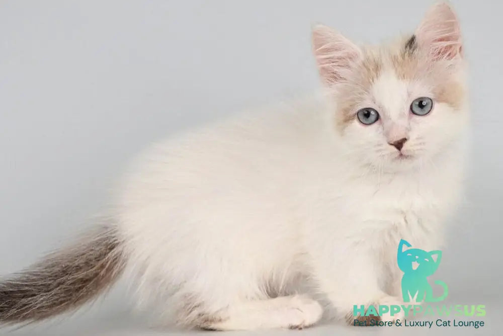 Yogurt Munchkin male seal pointed van - live animals