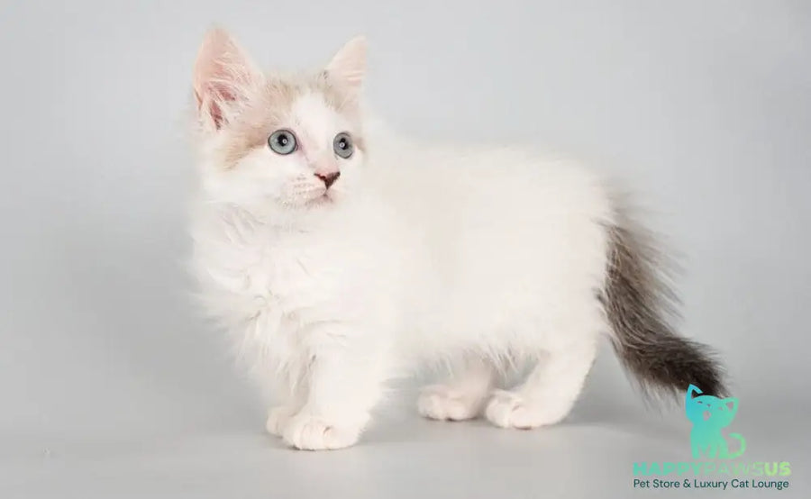Yogurt Munchkin male seal pointed van - live animals