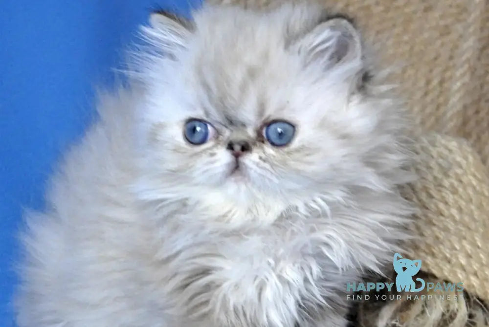 Yoko Persian male seal lynx pointed - live animals