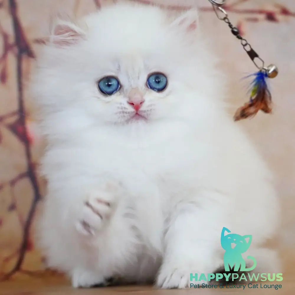 Yolanda British Longhair female black golden shaded pointed - live animals