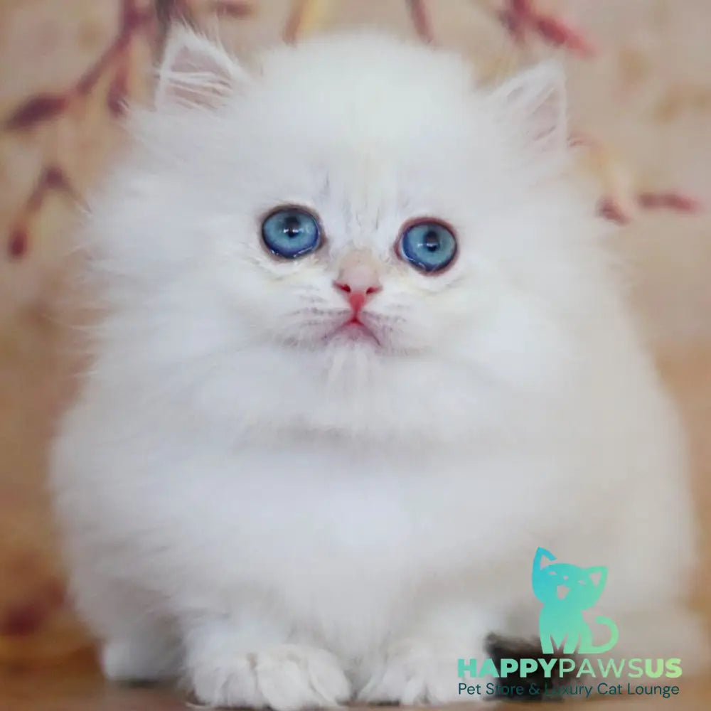 Yolanda British Longhair female black golden shaded pointed - live animals