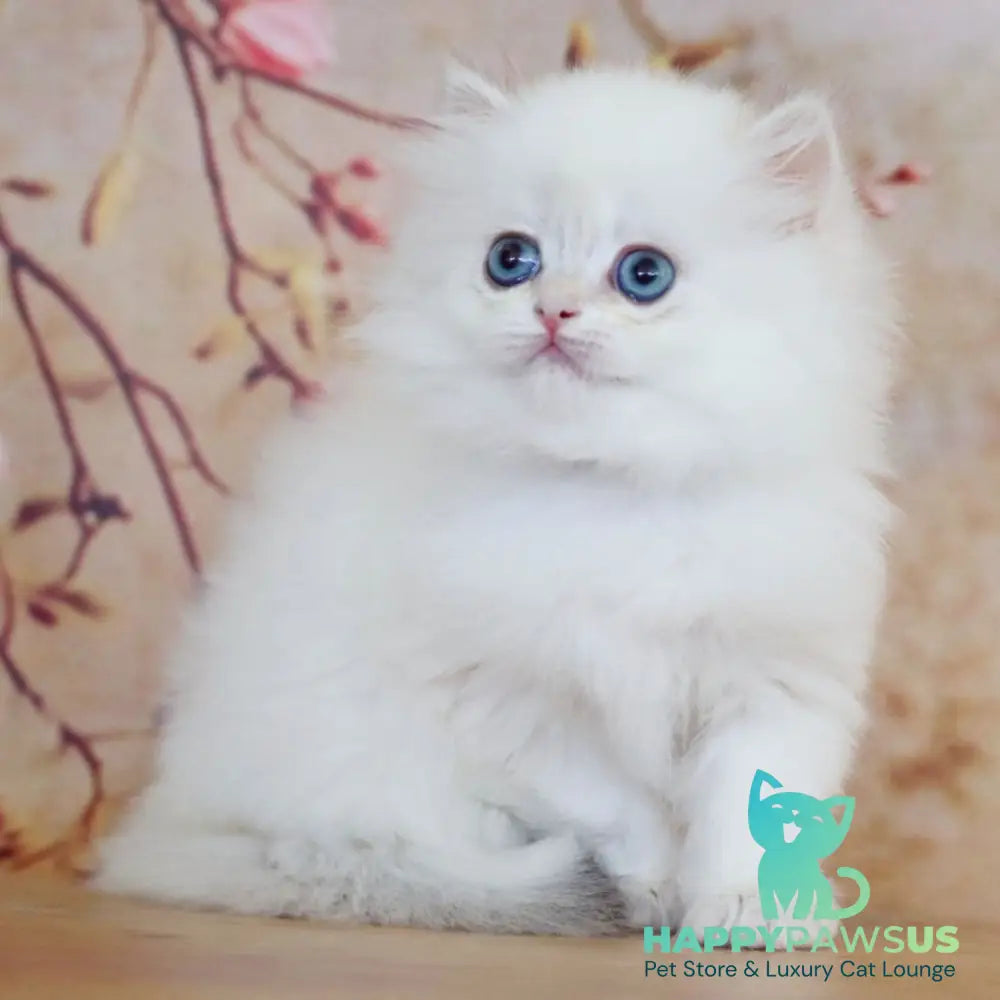 Yolanda British Longhair female black golden shaded pointed - live animals