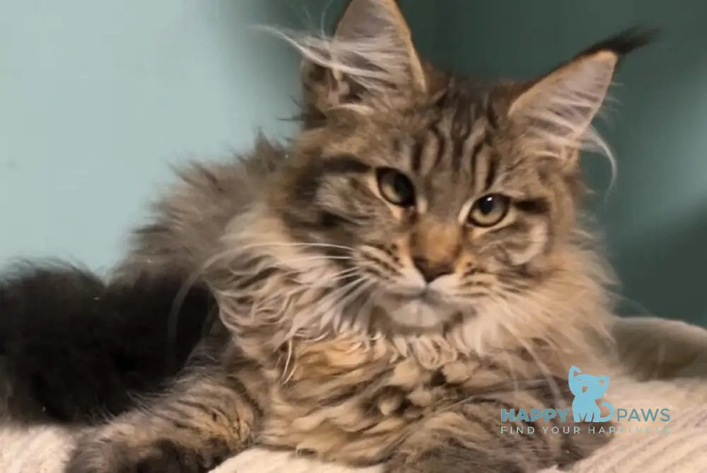 Yolanda Maine Coon female black spotted tabby live animals