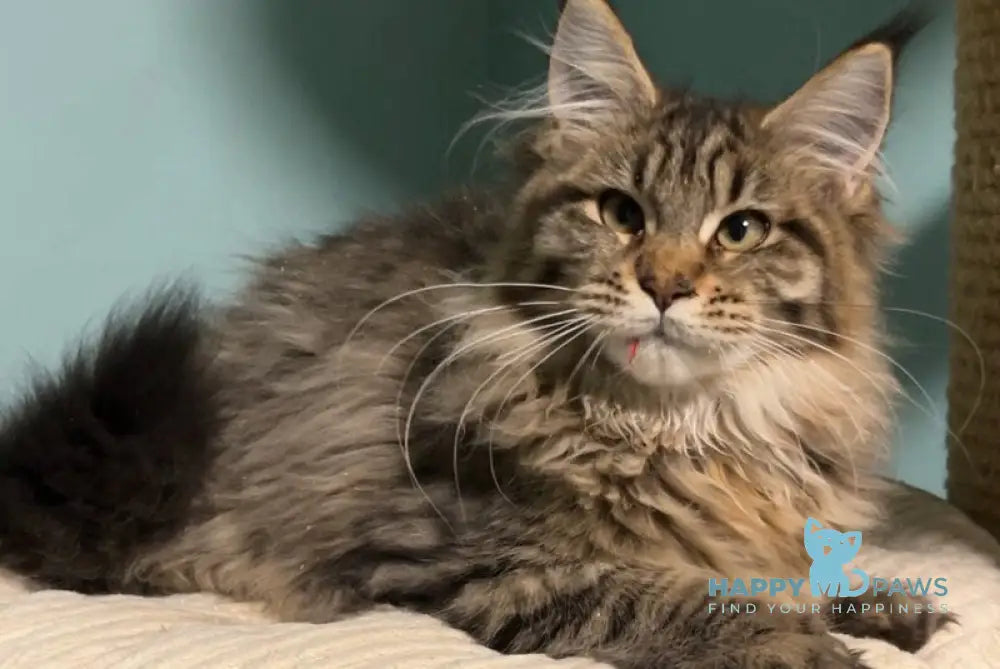 Yolanda Maine Coon female black spotted tabby live animals