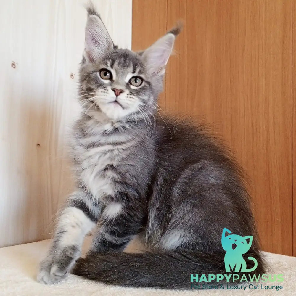 Yolanda Maine Coon female blue tabby - live animals