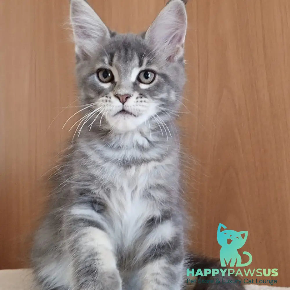 Yolanda Maine Coon female blue tabby - live animals
