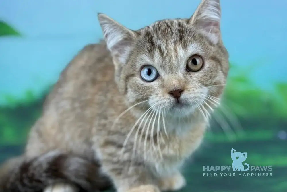 Yolanda Munchkin female chocolate tortie spotted tabby live animals