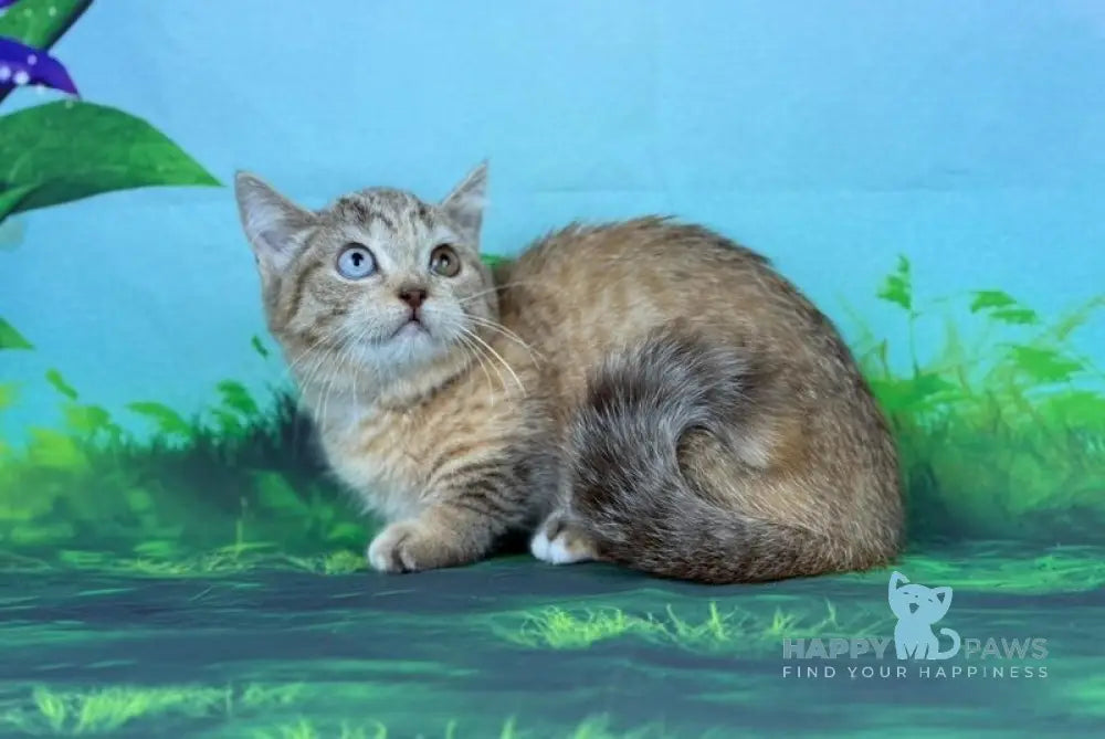 Yolanda Munchkin female chocolate tortie spotted tabby live animals