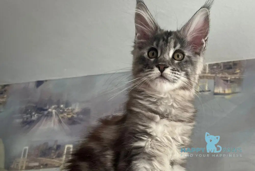 Yolka Maine Coon female black tortie silver tabby live animals