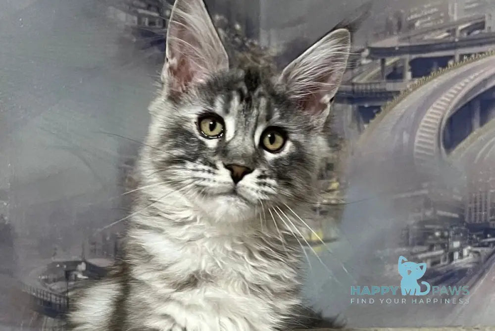 Yolka Maine Coon female black tortie silver tabby live animals