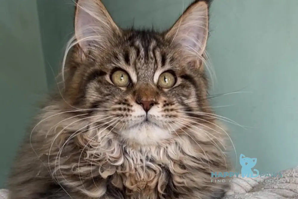 Yolla Maine Coon female black spotted tabby live animals