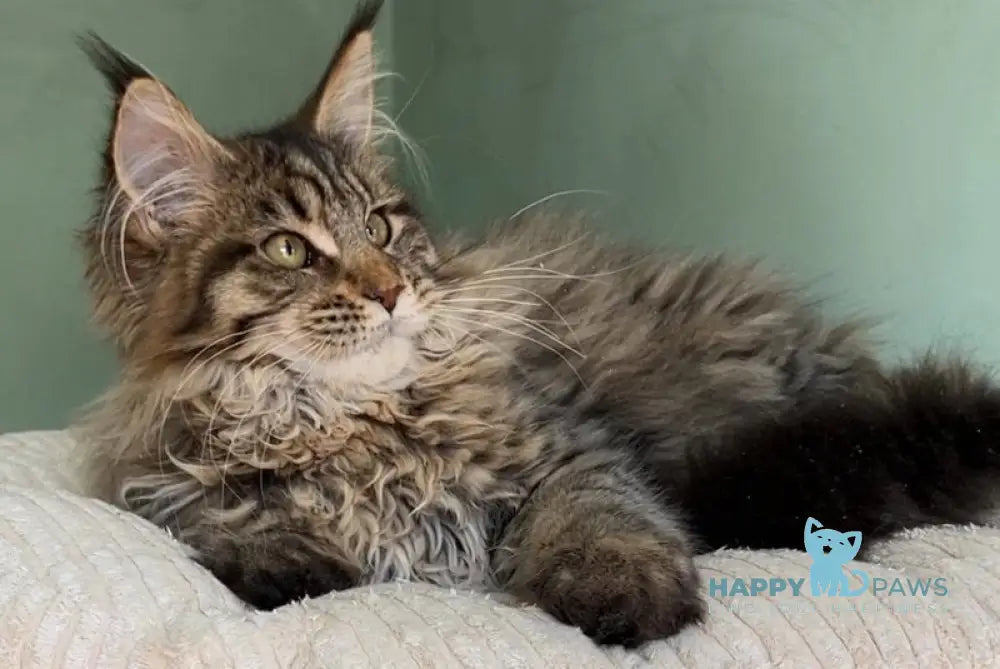 Yolla Maine Coon female black spotted tabby live animals